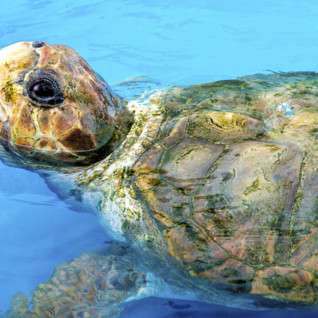 Green Turtle Swimming