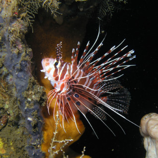 Juvenile Lionfish, Night Diving