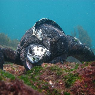 Iguana Underwater, Galapagos