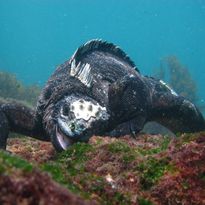 Iguana Underwater, Galapagos