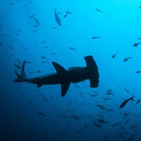 Hammerhead Shark Underwater