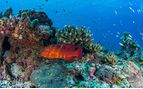 Alphonse_colourful_coral_and_fish