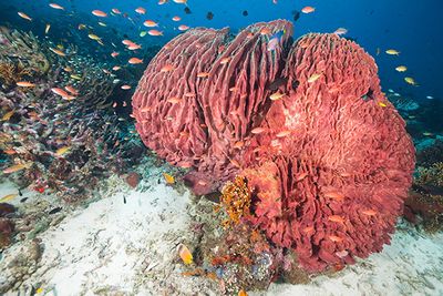 Coral reef at Moyo Island