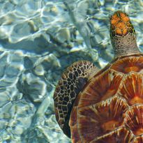 Sea Turtle, French Polynesia