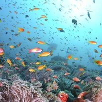Fish Underwater, Maldives