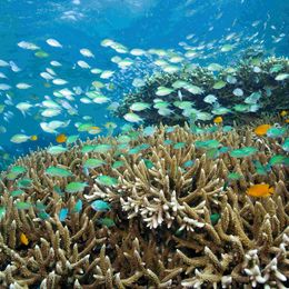 Coral Pemuteran, Bali, Indonesia