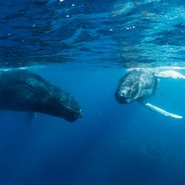 Humpback Whale, Mozambique