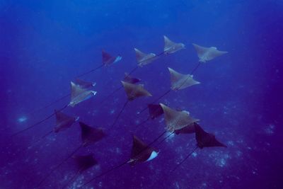 Sting Rays Alphonese Island