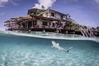Shark swims at Misool Eco Resort in Raja Ampat, Indonesia