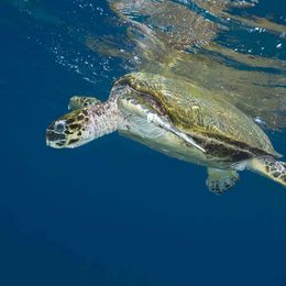 Turtle Swimming Underwater, Oman