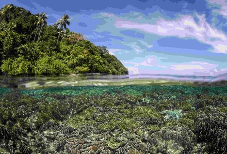 chasing coral indonesia