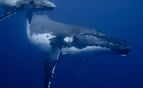 humback whales