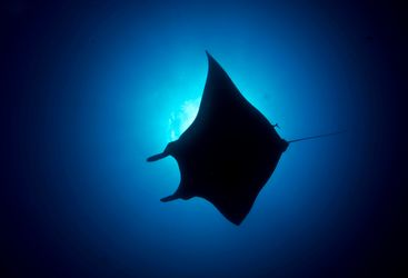 Manta Ray Silhouette, Socorro Island