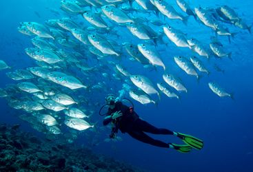 Diving off Babeldoab Island
