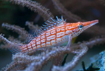 Longnose Hawkfish, Milne Bay