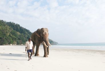 Elephant on beach, Andaman Islands