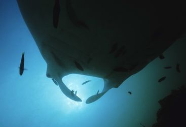Manta Ray, Micronesia