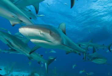 Reef Sharks in Bahamas