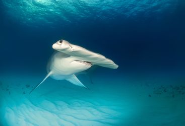 Hammerhead shark, Bahamas