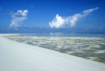 Tubbataha Reef Sandbank