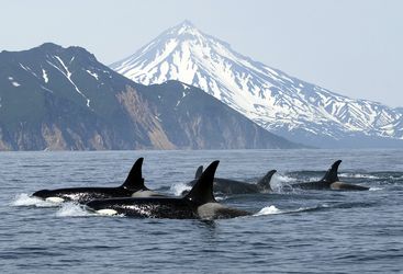 Killer whales, Norway