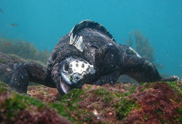 Iguana Underwater, Galapagos