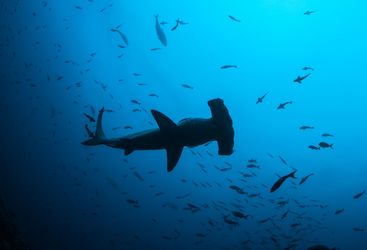 Hammerhead Shark Underwater
