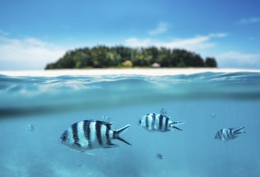 Tanzanian Coast Fish