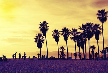 Palm Trees on Miami Beach, USA