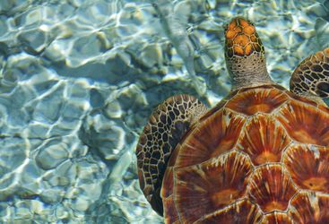 Sea Turtle, French Polynesia