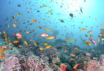 Fish Underwater, Maldives