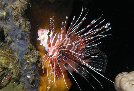 Juvenile Lionfish, Night Diving
