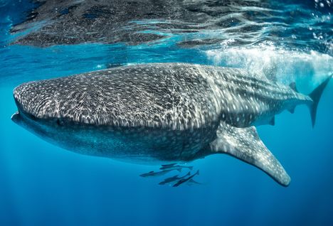 Whale Shark, Djibouti