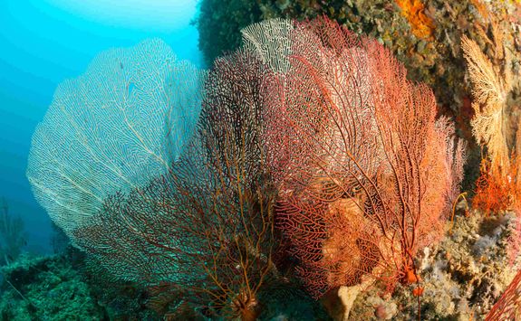 Gorgonion sea fan 