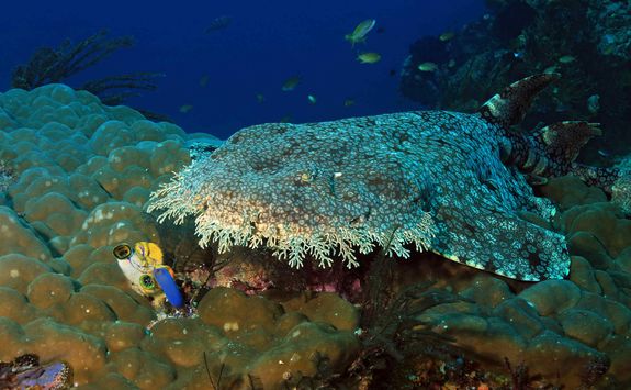 Diving wobbegong shark 