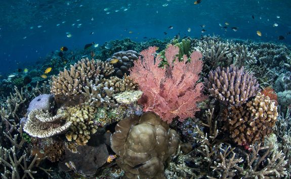 Colourful coral reef in Misool 
