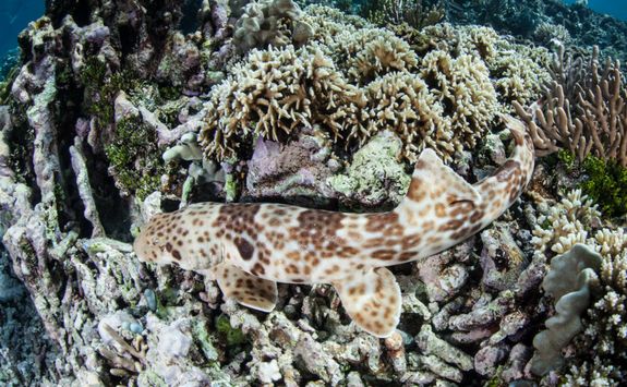 epaulette shark
