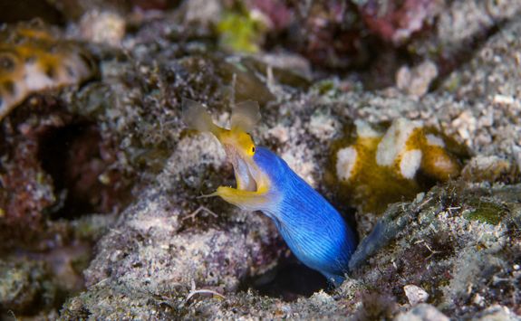 Blue ribbon eel diving