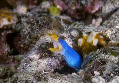 Blue ribbon eel diving
