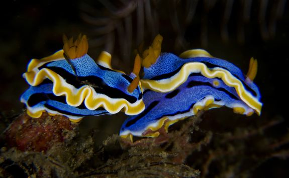 Nudibranch muck diving