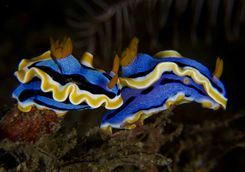 Nudibranch muck diving