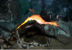 Pygmy sea dragon