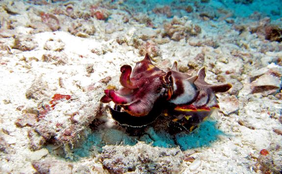 Flamboyant cuttlefish diving 