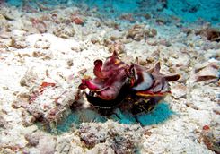 Flamboyant cuttlefish diving 