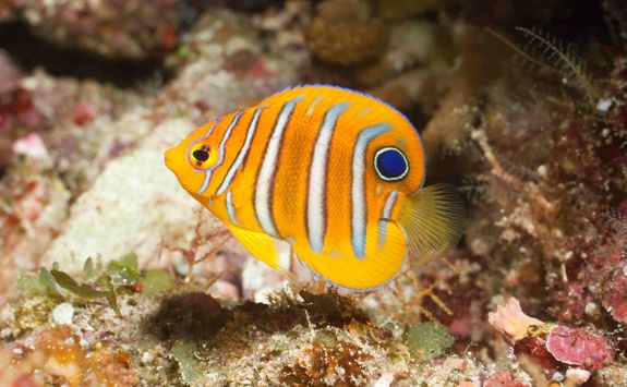 Angel fish Bunaken island