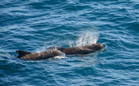 Pilot whales
