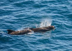 Pilot whales