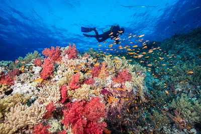 northern red sea diving