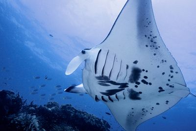Manta ray at Shadow Reef dive site Raja Ampat