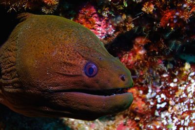 Moray eel